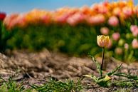 Tulpen op Texel - Lonely van Texel360Fotografie Richard Heerschap thumbnail