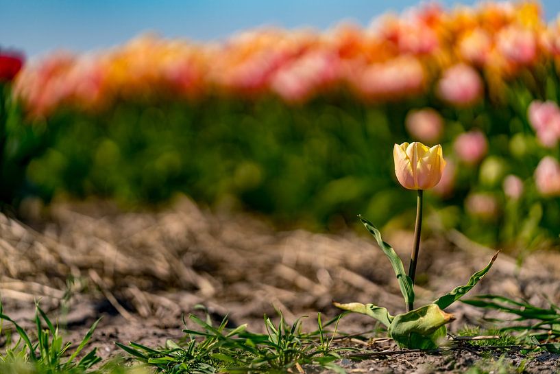 Tulpen op Texel - Lonely van Texel360Fotografie Richard Heerschap