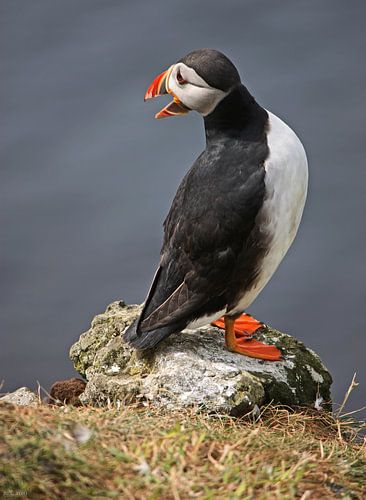 [impressions of scotland] - puffin "kleiner Schreihals"