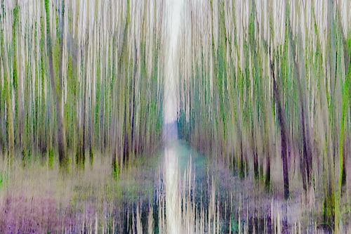 "Painted" forest picture