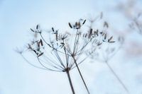 Overblown screen flower of fennel