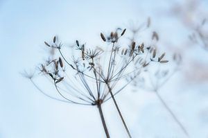 Ombellifères de fenouil en fleurs