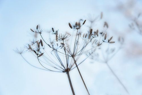 Overblown screen flower of fennel