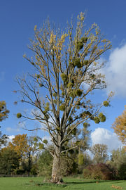 das herbstliche Naturschutzgebiet Urdenbacher Kämpe in den Rheinauen bei Düsseldorf-Urdenbach,NRW,Deutschland von Peter Eckert