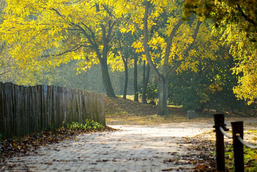 Zon op een boom by Pauline Aalfs