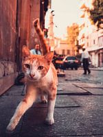 Straßenkatze