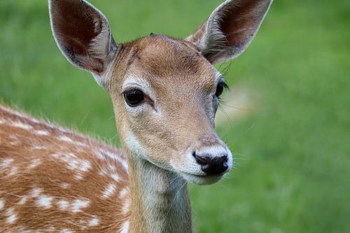 Een jonge Hinde in het gras