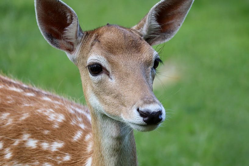 Eine junge Hirschkuh im Gras von Callista de Sterke
