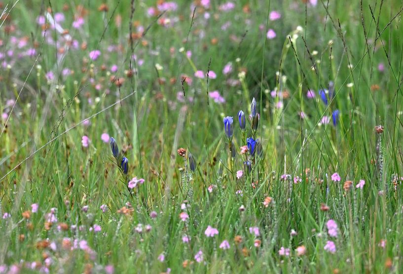 meadow flowers with gentian by Petra De Jonge