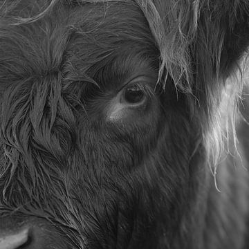 Schotse Hooglander van PeetMagneet