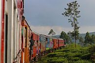 Train ride through the tea fields of Sri Lanka by Antwan Janssen thumbnail