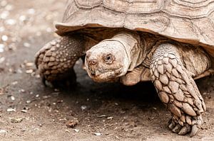 Schildkröte von Saartje Lommelen