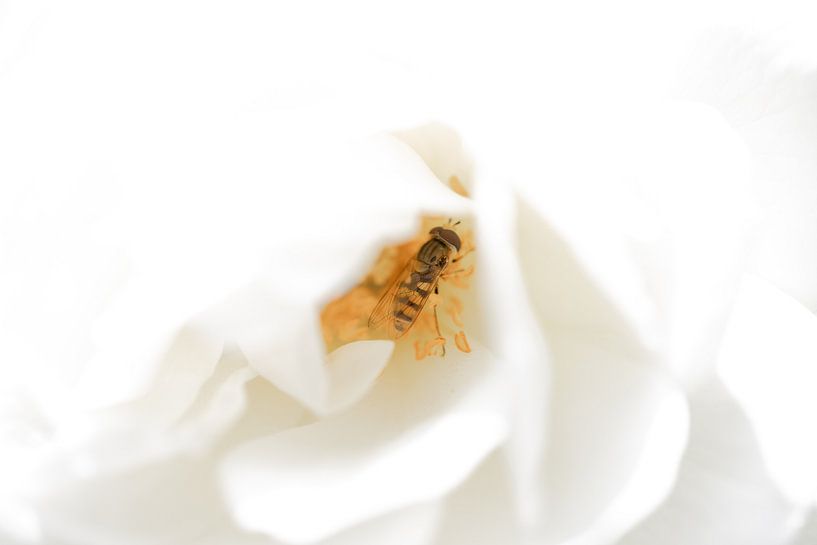 Hoverfly landed in white rose by Erwin van Eekhout