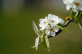 Witte bloesem in zacht lentelicht van Dave Adriaanse - Photography