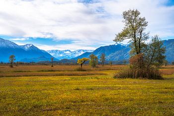 Das Murnauer Moos und die Alpena