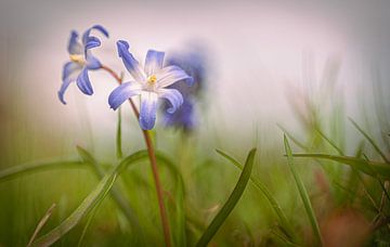 Sneeuwroem in de wilde natuur van Robby's fotografie