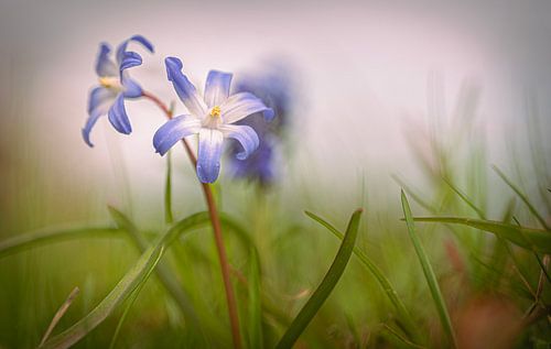 Sneeuwroem in de wilde natuur