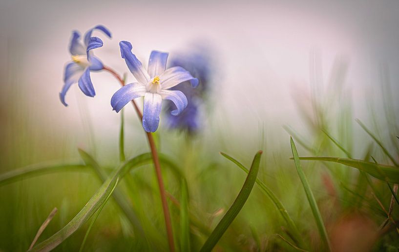 Snowdrops in the wild by Robby's fotografie