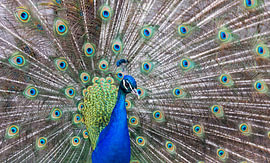 Wunderschöner blauer Pfau in voller Pracht von Robbert Frie