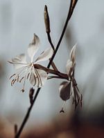 Whirling Butterflies