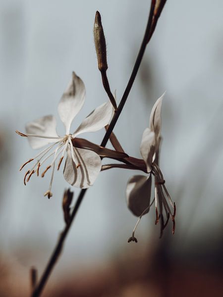 Whirling Butterflies by José Lugtenberg