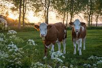 Kühe in der Brugse Ommeland (Damme, Belgien) bei Sonnenuntergang