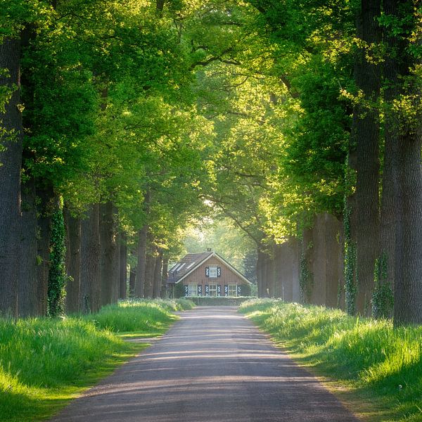 Frühling in Landgoed Ampsen von Mario Visser