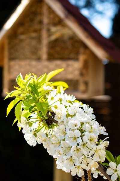 Cherry blossom in front of wild beehive by Martin Haunhorst