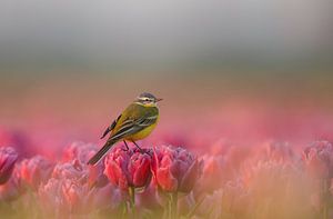 De gele kwikstaart op de tulpen. van Menno Schaefer