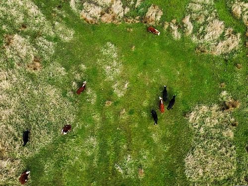 Vaches dans le champ sur Benny Niemeijer
