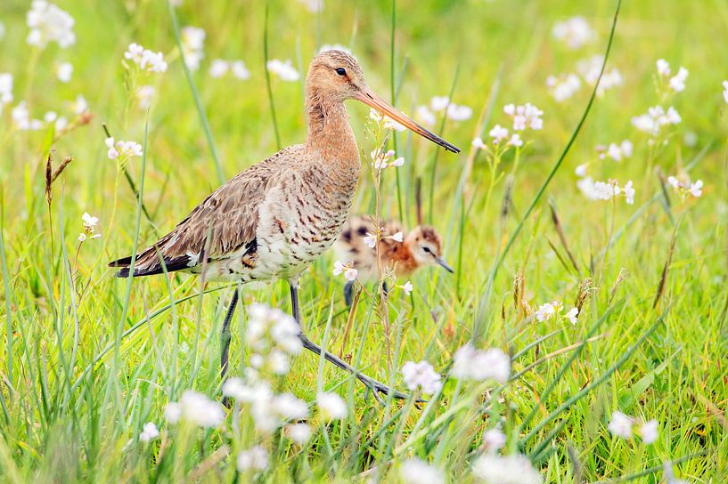 Black-tailed godwit with chick in a meadow by Marcel van Kammen