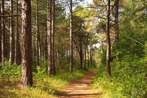 Dennenbos bij Schoorl in Nederland