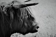 Schotse hooglander van Dominic Corbeau thumbnail