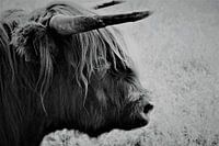 Highlander écossais