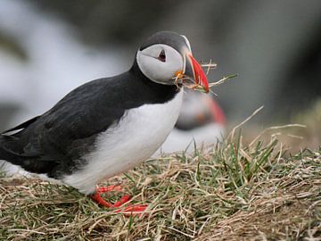 Puffin of Papegaaiduiker met gras in zijn snavel van Judith van Wijk