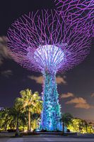 Supertrees, Gardens by the Bay, Singapour