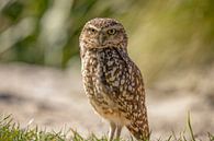 Little owl, (Athens noctua) by Gert Hilbink thumbnail