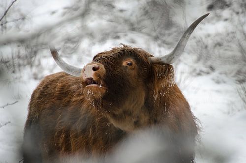 Hooglander laat zich horen ... loeigoed