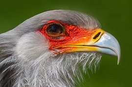 Secretaris... sur Hermen van Laar