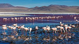 The flamingos of Laguna Colorada by Roland Brack