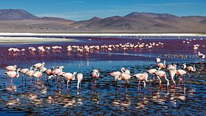 Die Flamingos der Laguna Colorada
