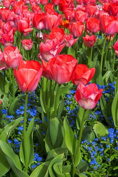 Bloembed met rode tulpen van ManfredFotos