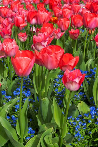 Bloembed met rode tulpen