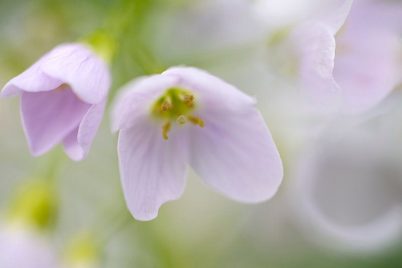 Teer paarse Pinksterbloem par Gonnie van de Schans