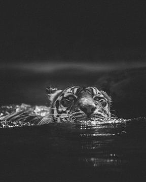 Black and white portrait of a swimming tiger at the Australian Zoo by Ken Tempelers