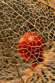 Biophilic design Structure – Elegant botanical lanterns in warm colours (part 3 of a trilogy) by Marjolijn van den Berg
