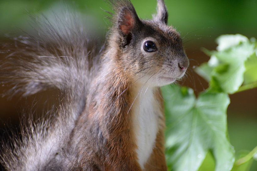 Squirrel by Nick Wendt