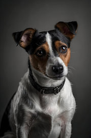 Jack Russell Terrier noir et blanc – Gros plan – Affiche murale sur Albert Klee
