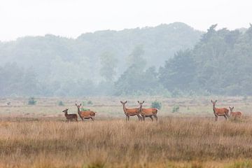 Edelherten op de heide bij Uddel, Veluwe van Evert Jan Kip