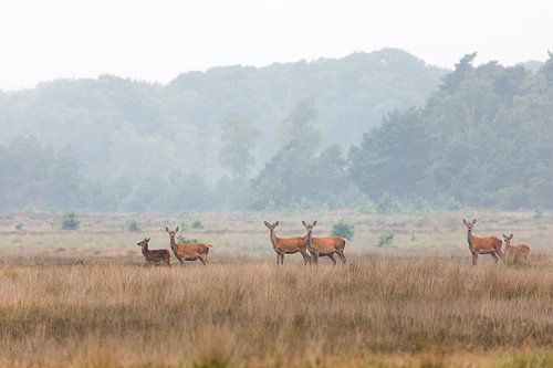 Edelherten op de heide bij Uddel, Veluwe